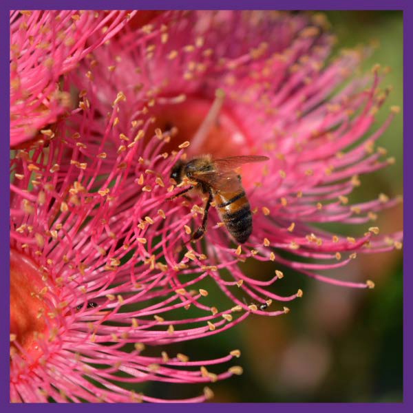 Additional Resources Button Photo for lawn & Garden