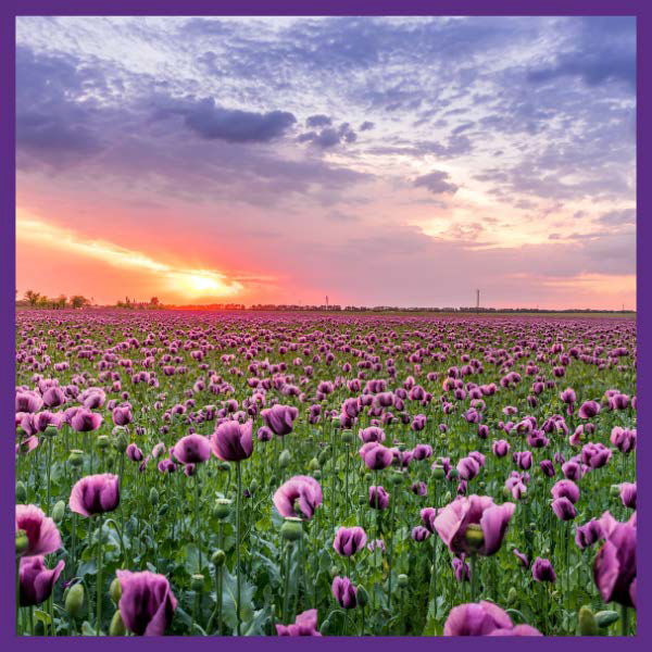 Flowers & Native Plants Button Picture