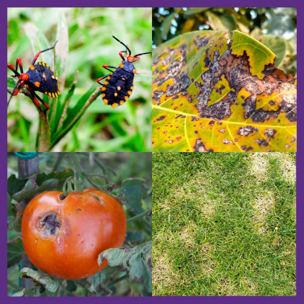 Lawn & Garden Problems Button