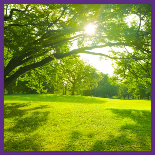 Lawn, Turf & Trees Button Photo